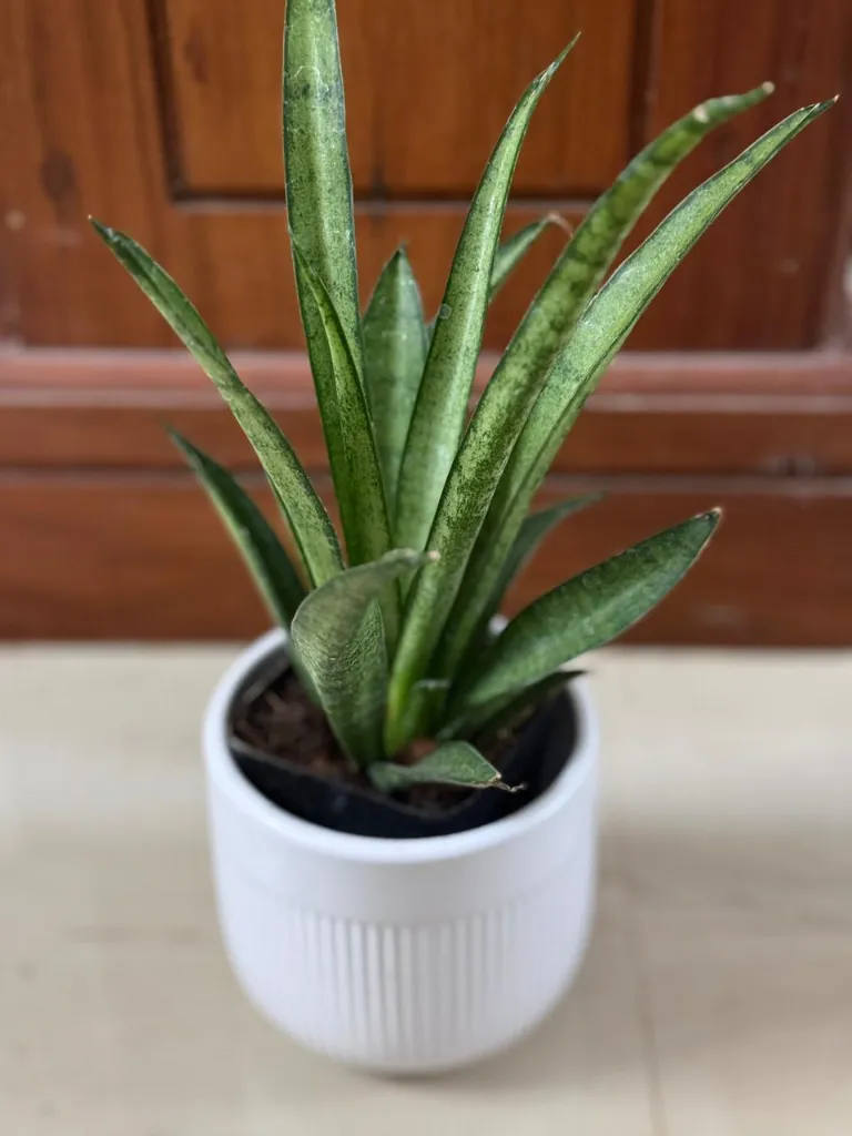 SP06 - Lilliput (1).webp