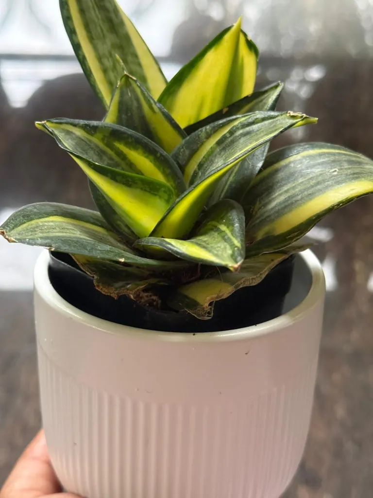 SP11 - Golden Hahnii.webp