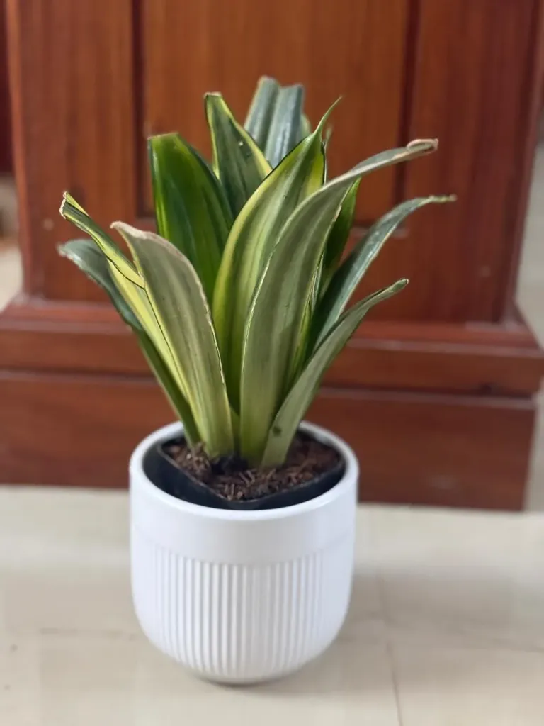 SP14 - Silver Spears (2).webp