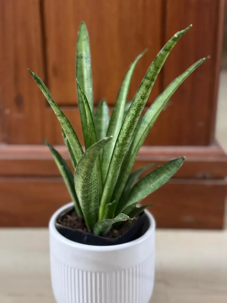 SP06 - Lilliput (2).webp