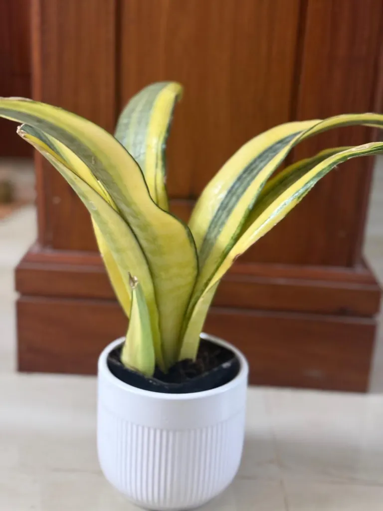 SP08 - Gold Dust.webp