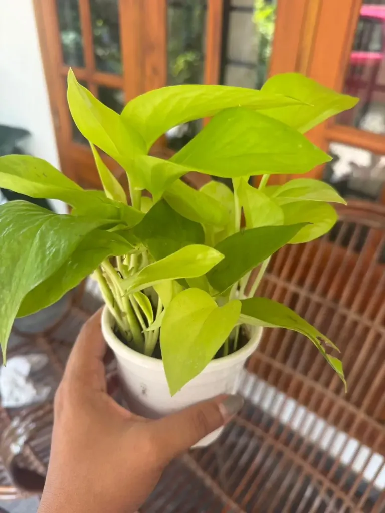 Golden Money Plant
