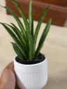 SP06 - Lilliput (3).webp