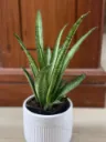 SP06 - Lilliput (2).webp