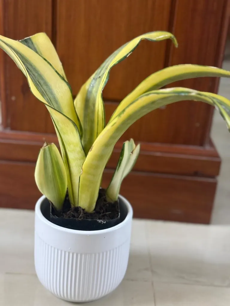 SP08 - Gold Dust 2.webp