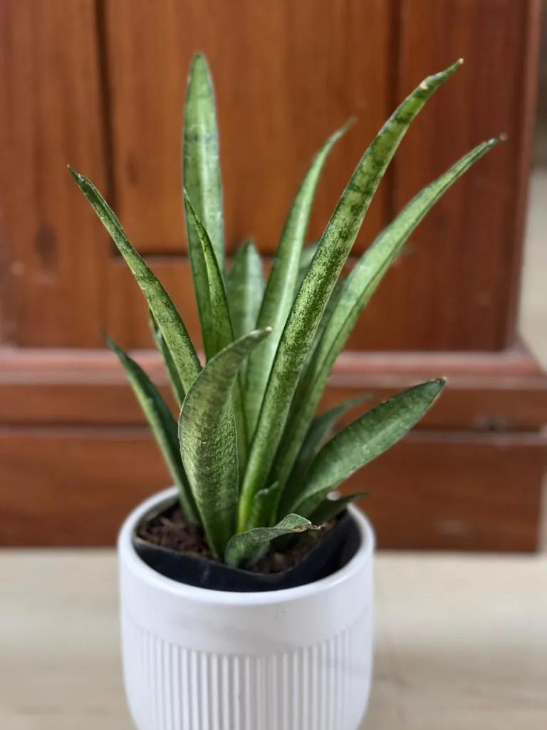 SP12 - Mikado (3).webp