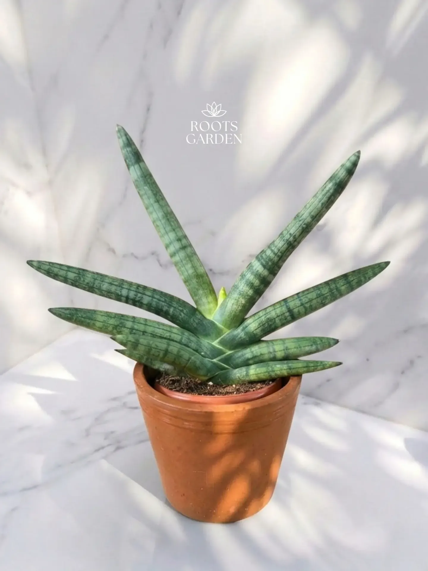 [SP215] Cylindrica Snake Plant