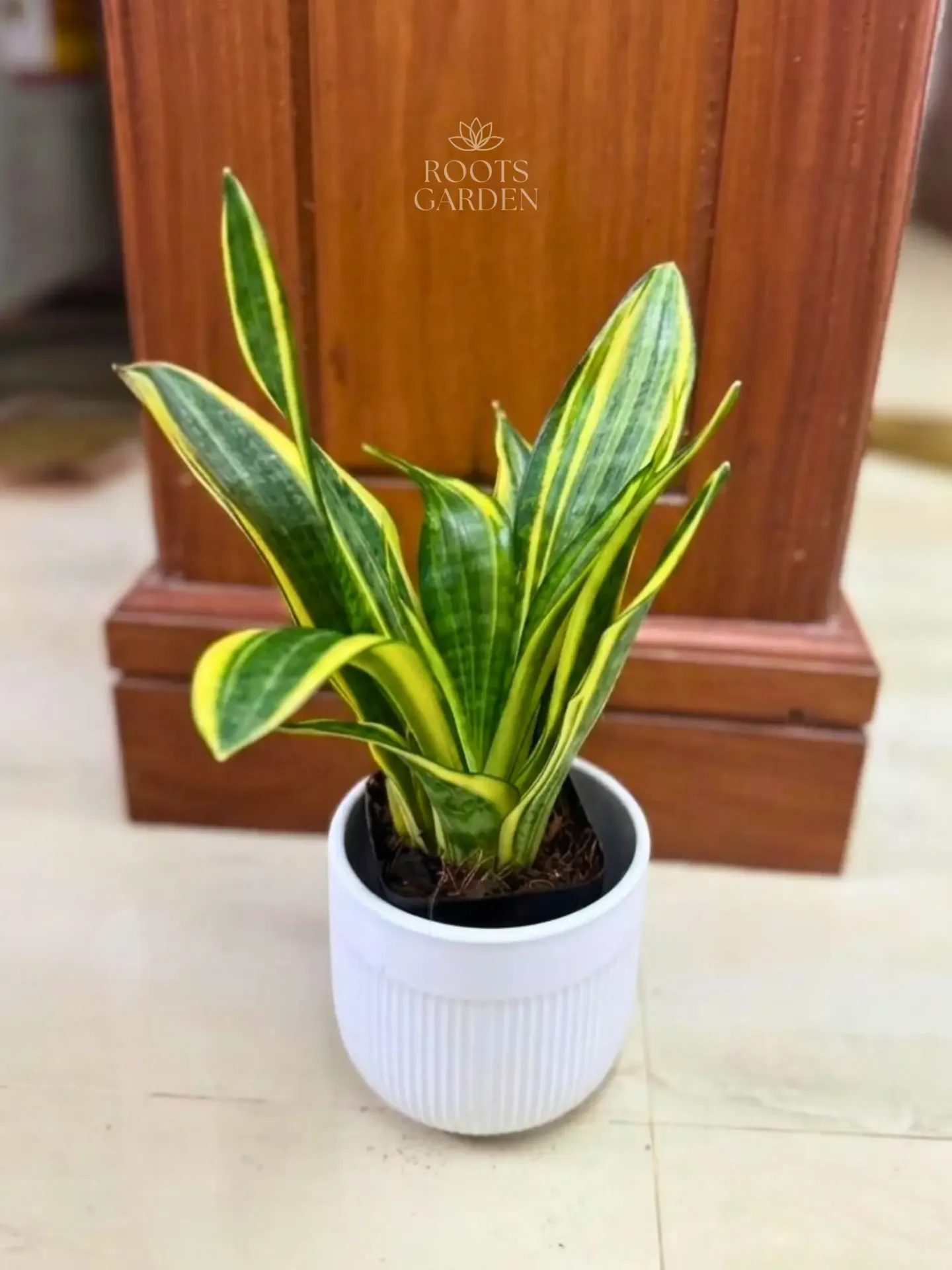 [SP211] Hicolor Snake Plant