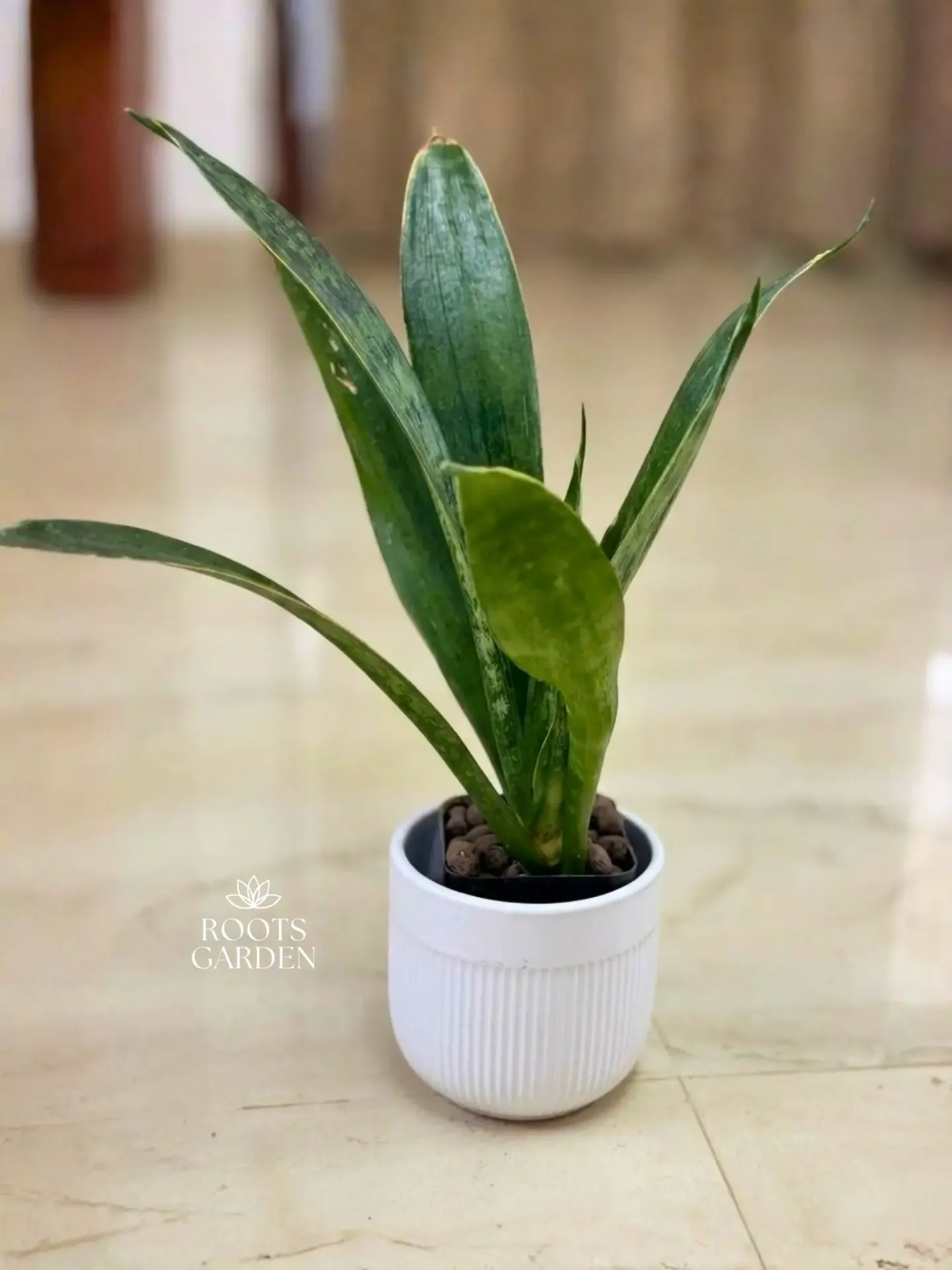 [SP203] Green Snake Plant