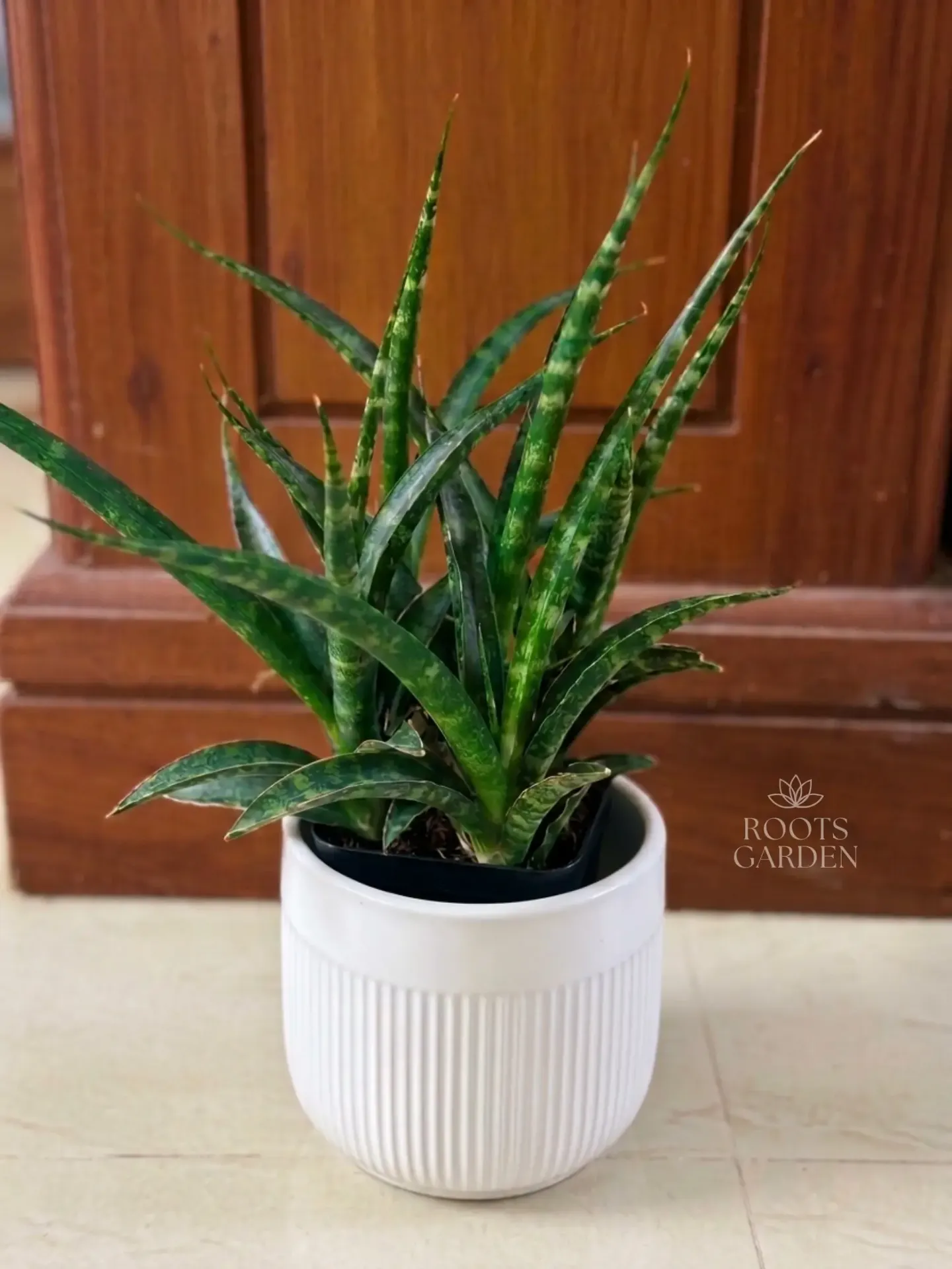 [SP212] Mikado Snake Plant