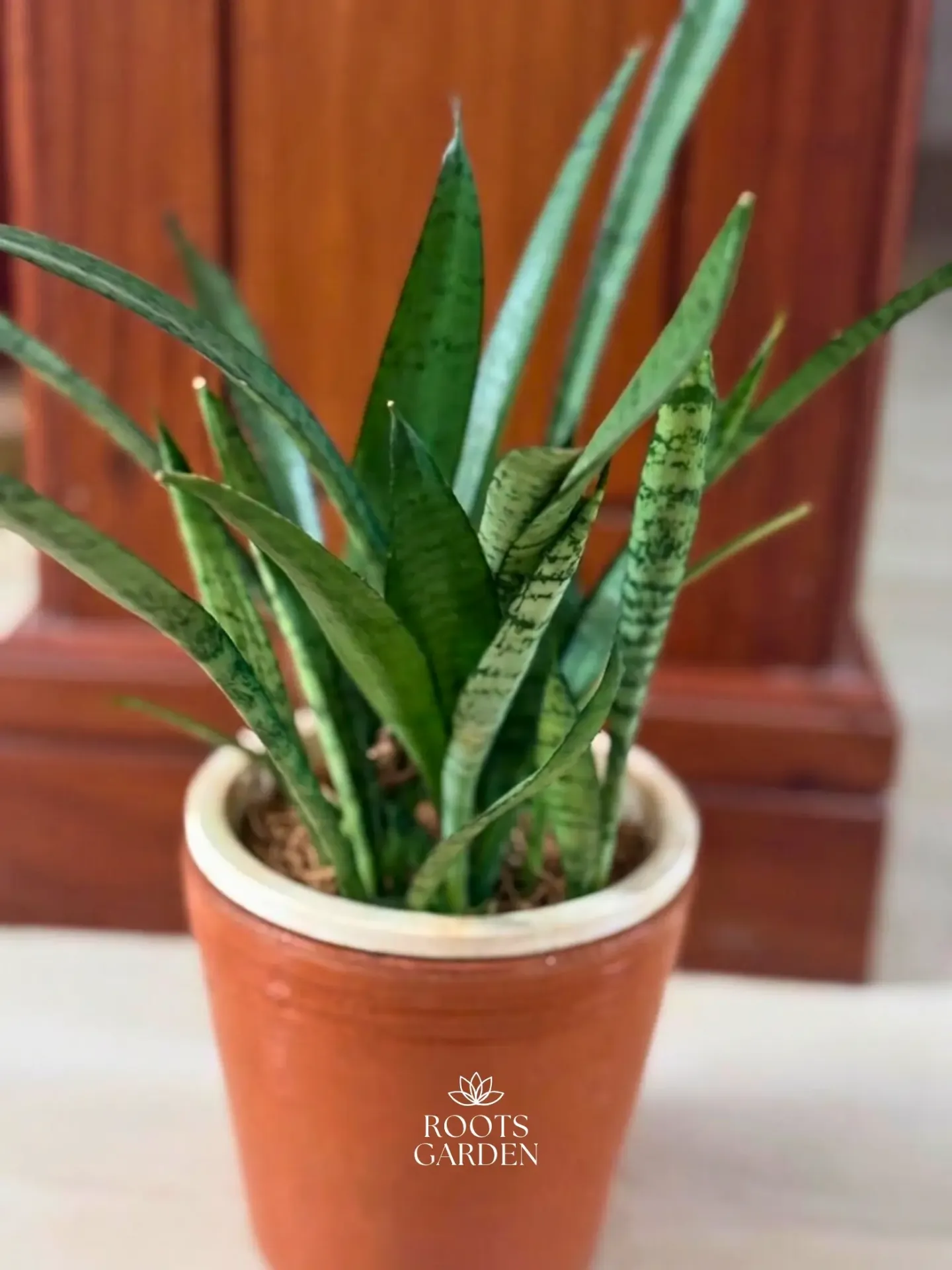 [SP216] Silver Green Snake Plant