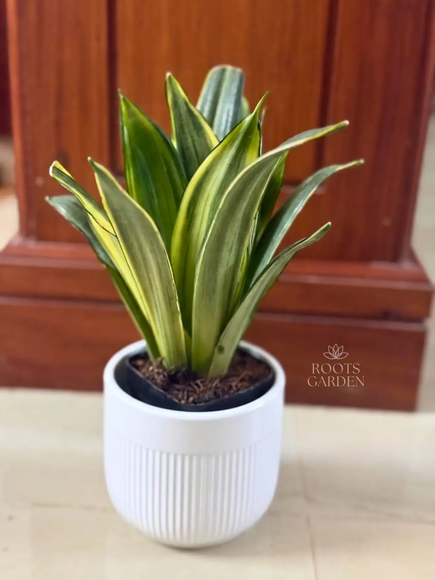 [SP214] Silver Spears Snake Plant