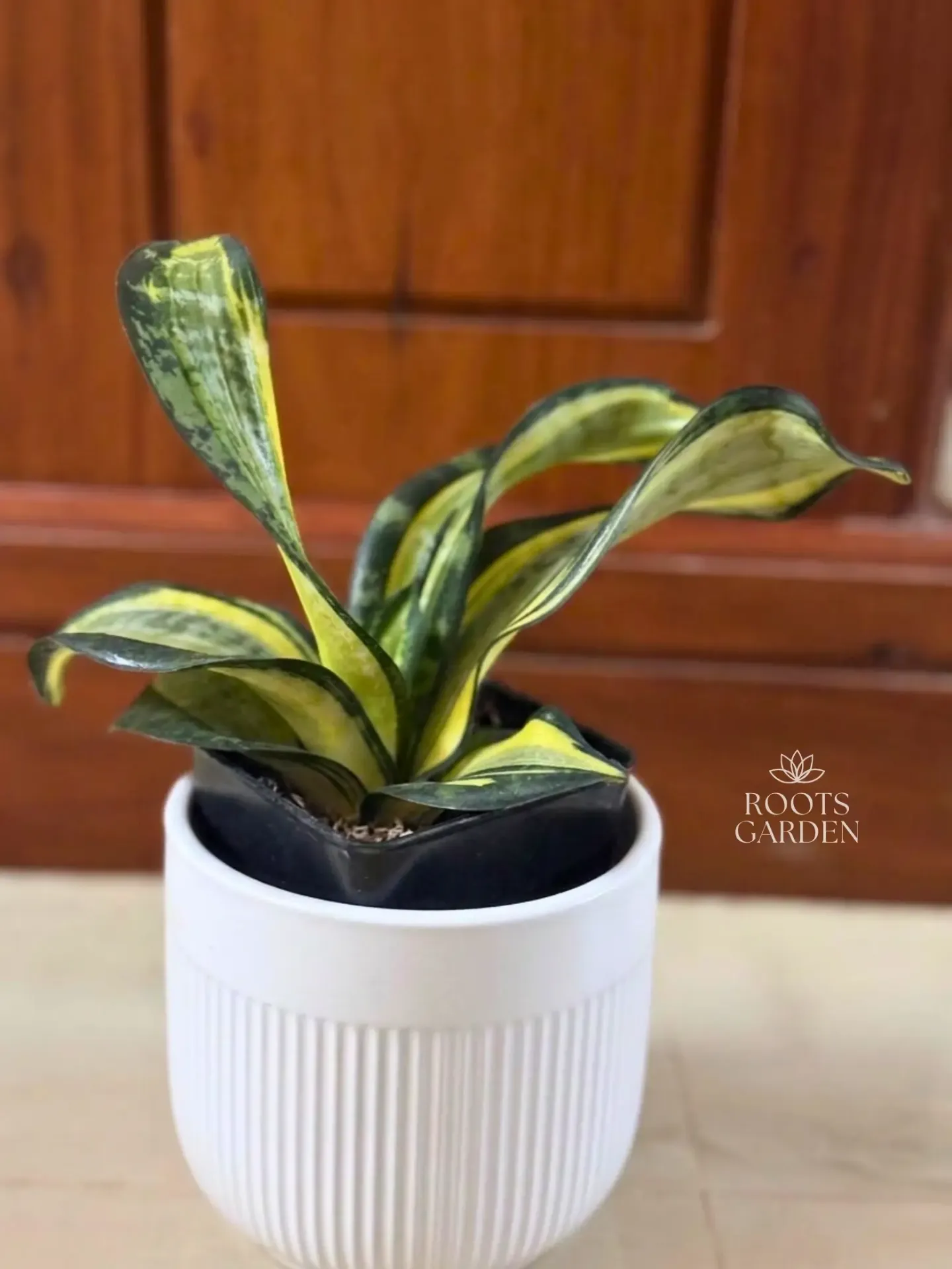 [SP210] Silver Zebra (Twister) Snake Plant
