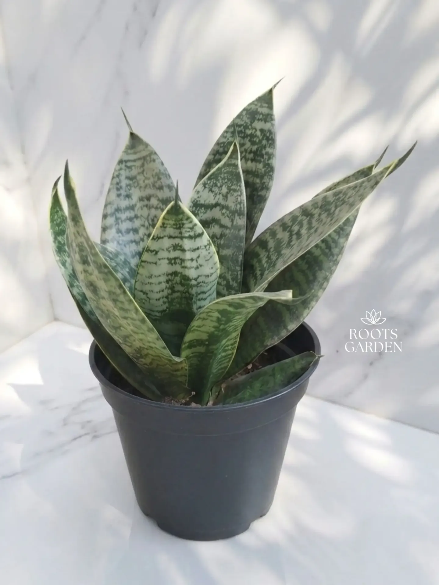 [SP224] Bird's Nest Snake Plant