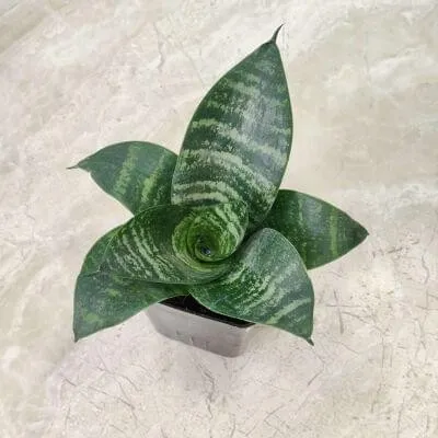 SP05 - Masoniana (Small)