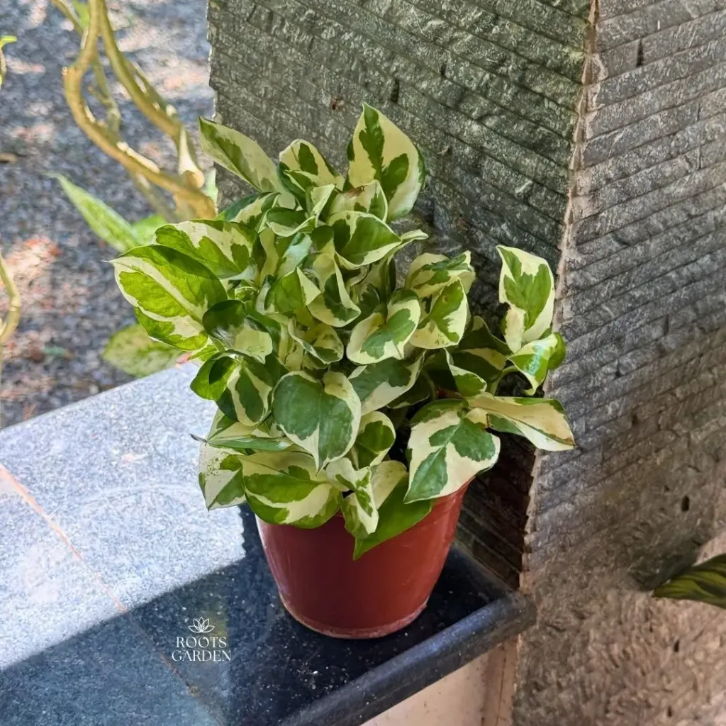 [MP601] Njoy Pothos Money Plant
