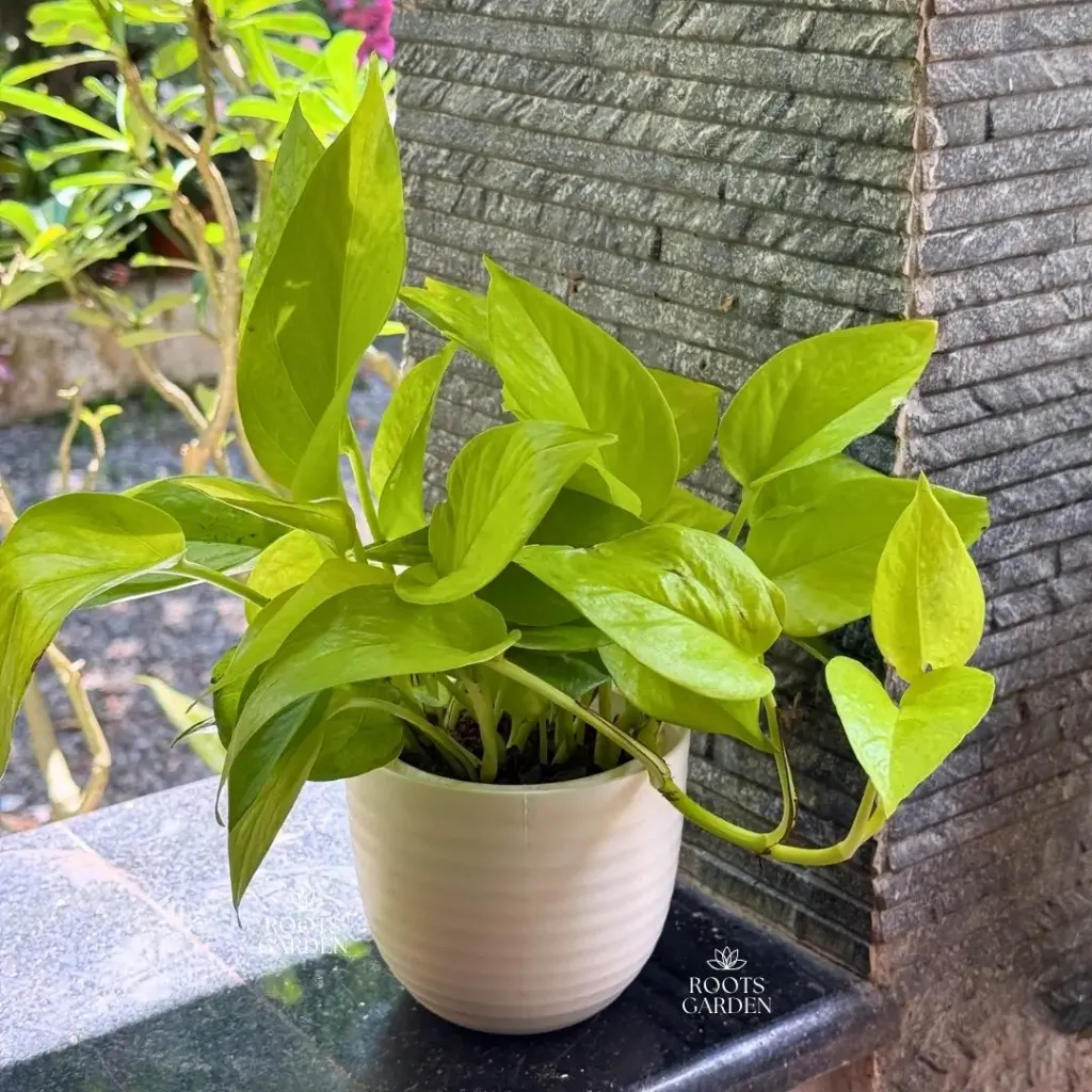 [MP602] Golden Money Plant