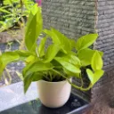 Golden Money Plant