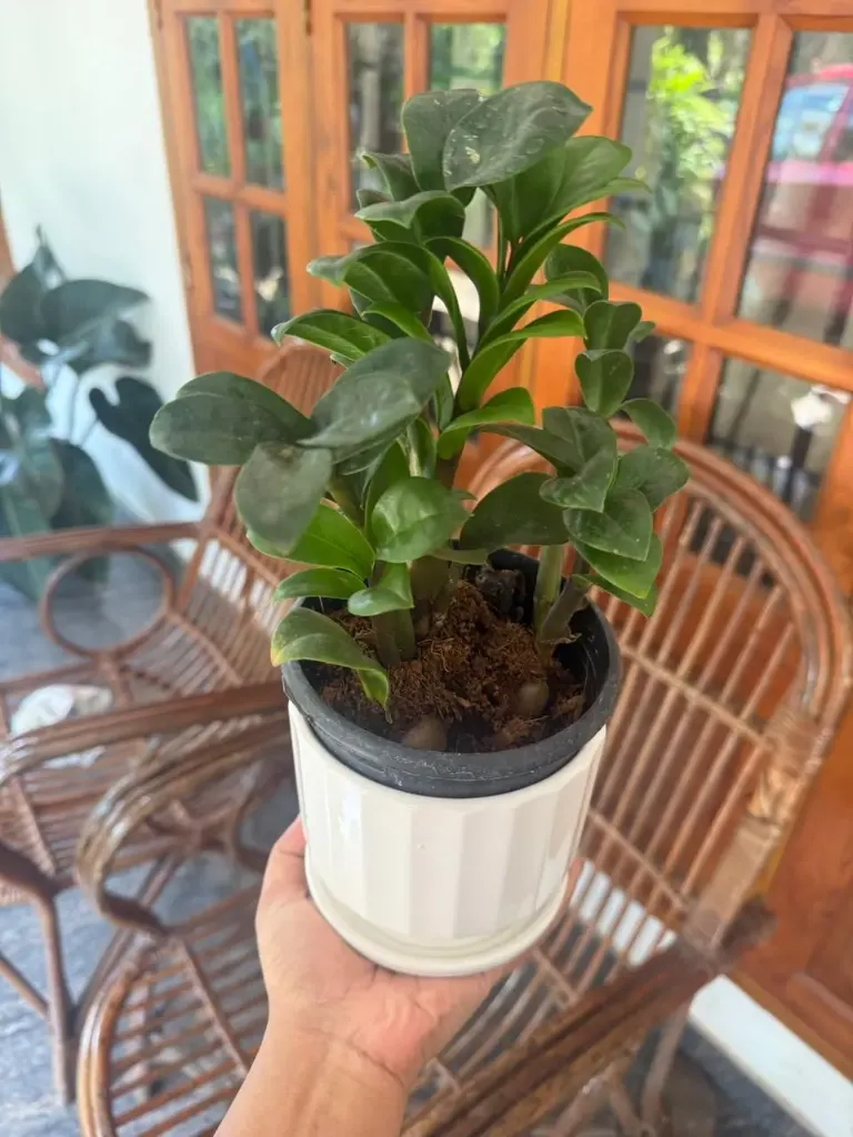 ZZ - Zamia Zenzi Combo PN303  (With POT-C)
