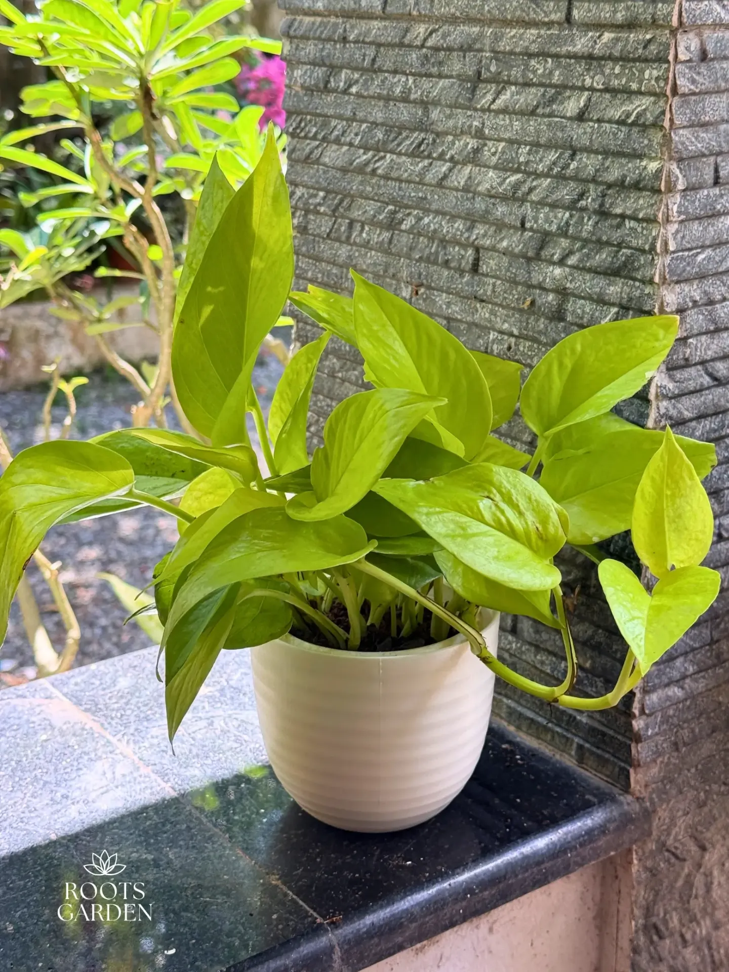 [CM003] Golden Money Plant Combo MP602 (With POT1)
