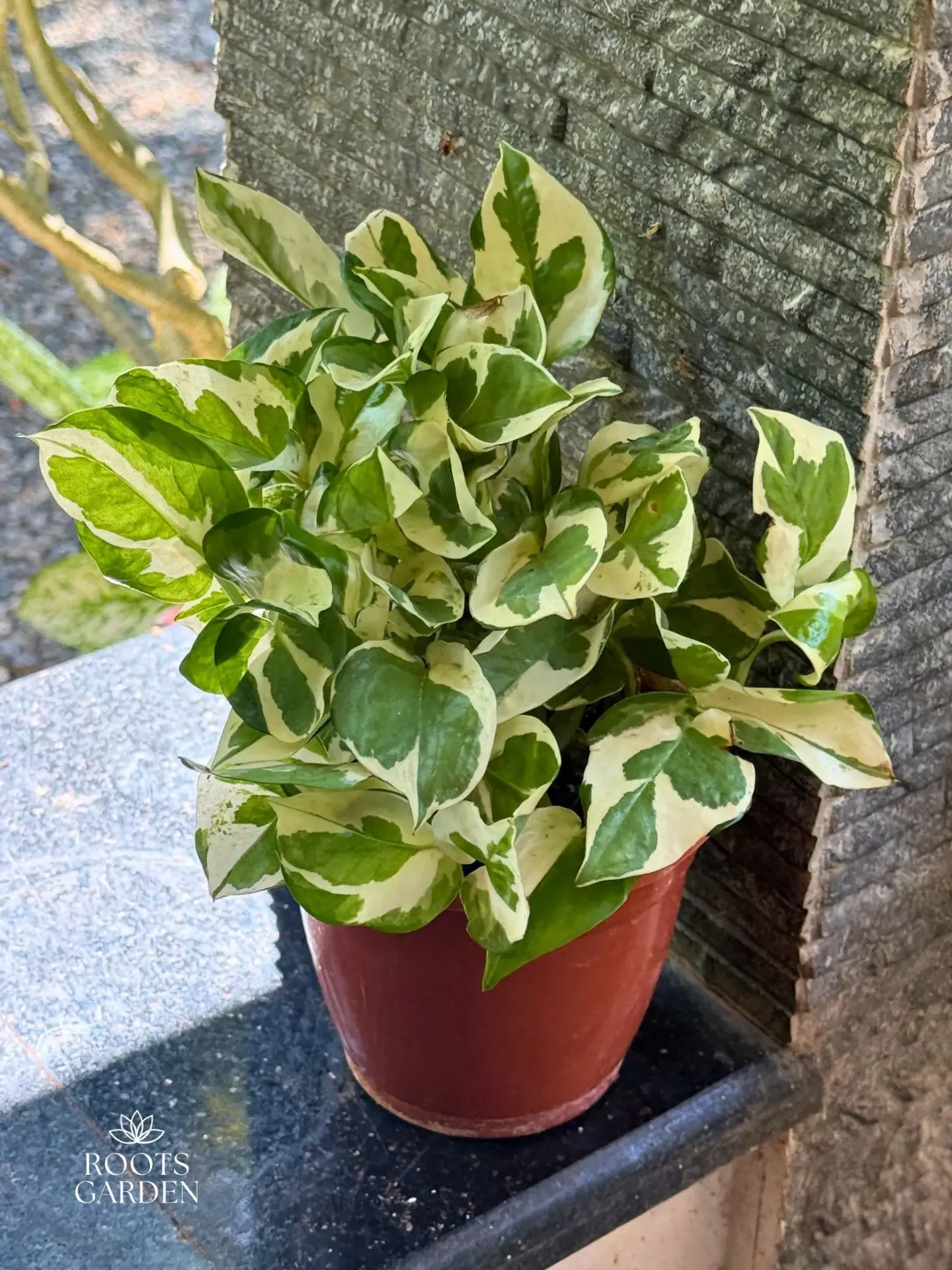 [CM004] Money Plant Njoy Combo MP601 (With POT-P)