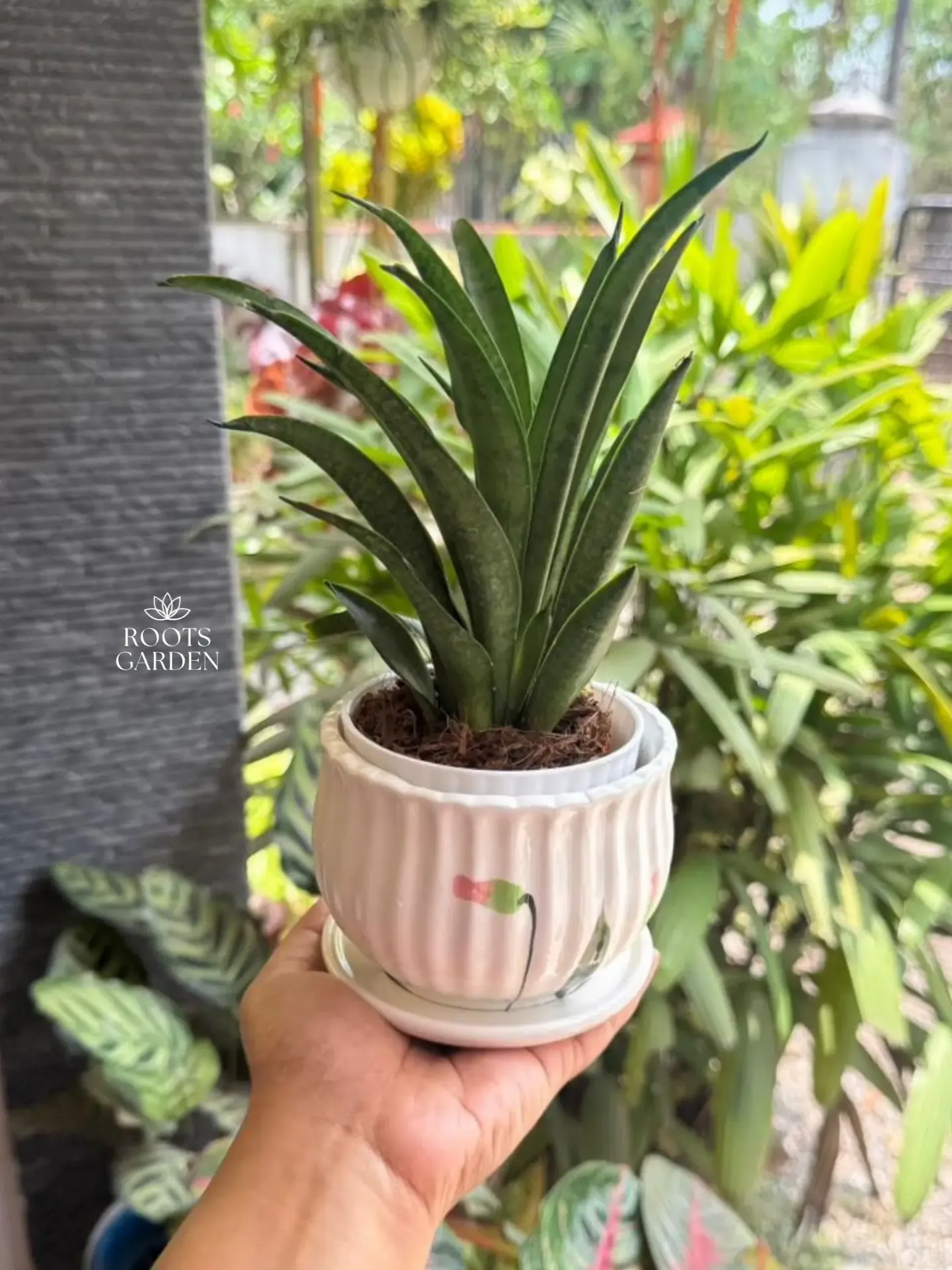Lilliput Snake Plant Combo SP206 (With POT)