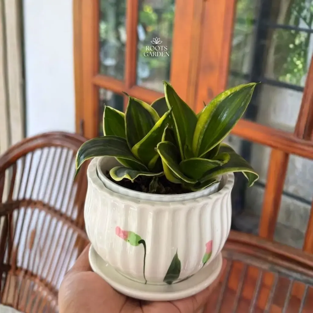 [CM006] Hahnii Gold Snake Plant Combo SP213  (With POT)