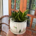 Hahnii Gold Snake Plant Combo SP213  (With POT-C)