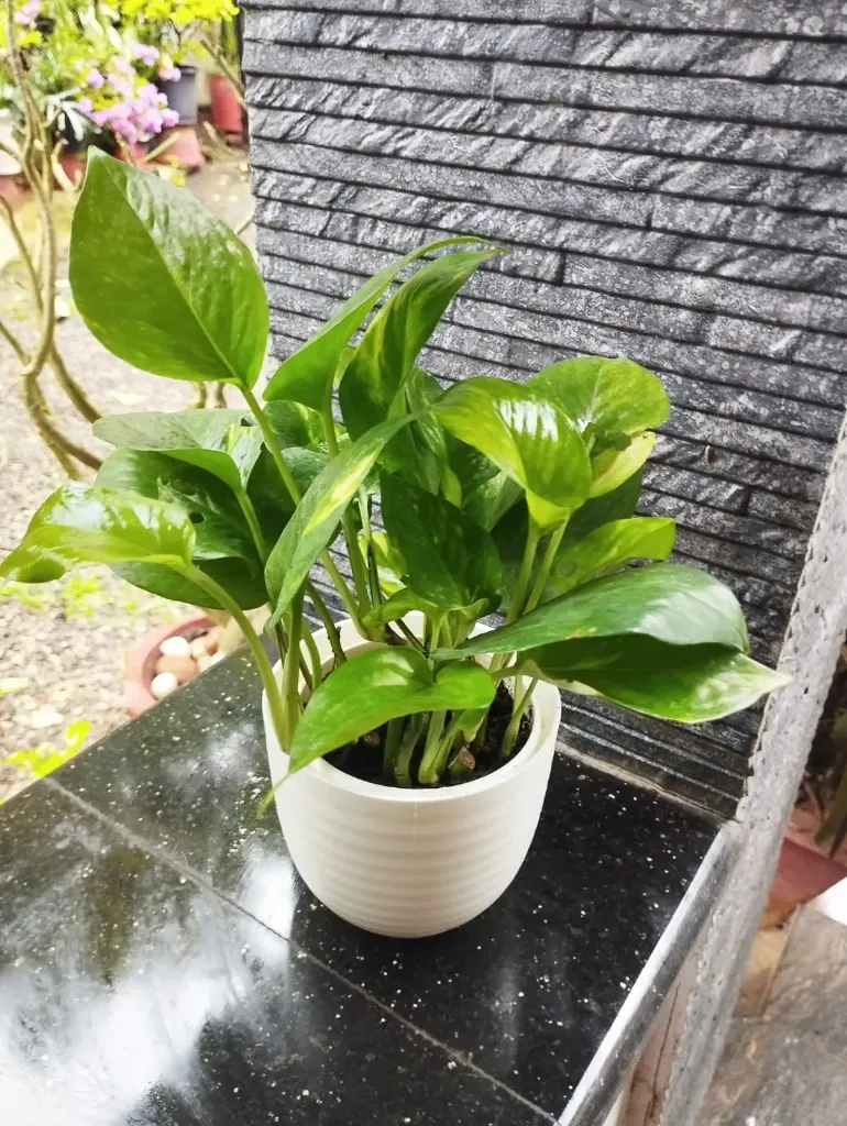 Green Money Plant