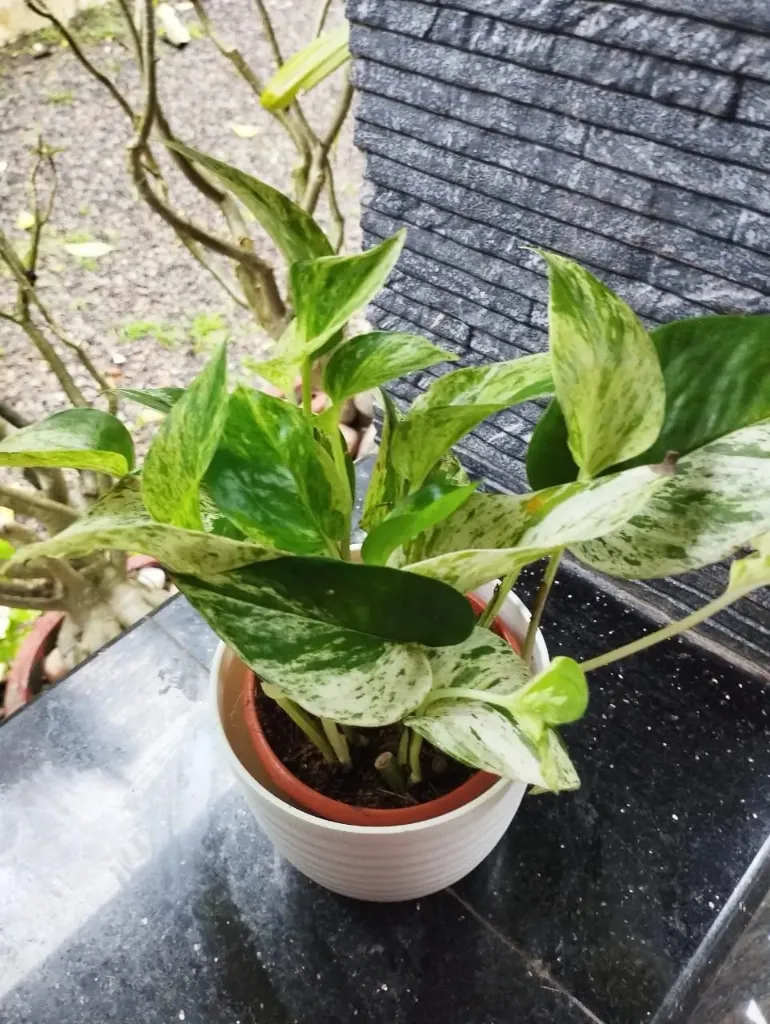 [MP604] Marble Money Plant