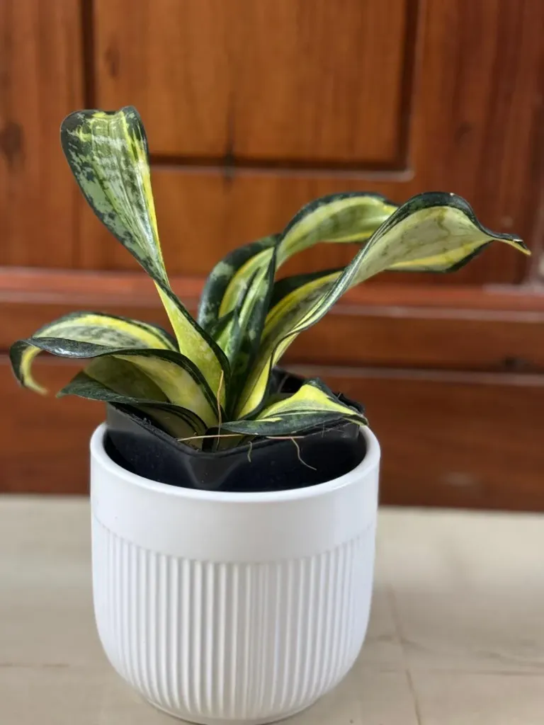 Silver Zebra (Twister) SP210