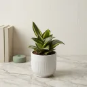 Golden Hahnii (Dwarf) SP211