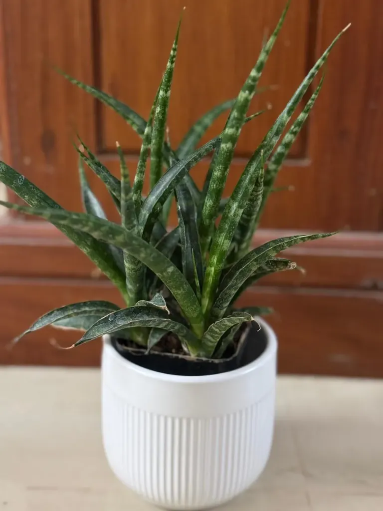 SP11 - Golden Hahnii (Small)