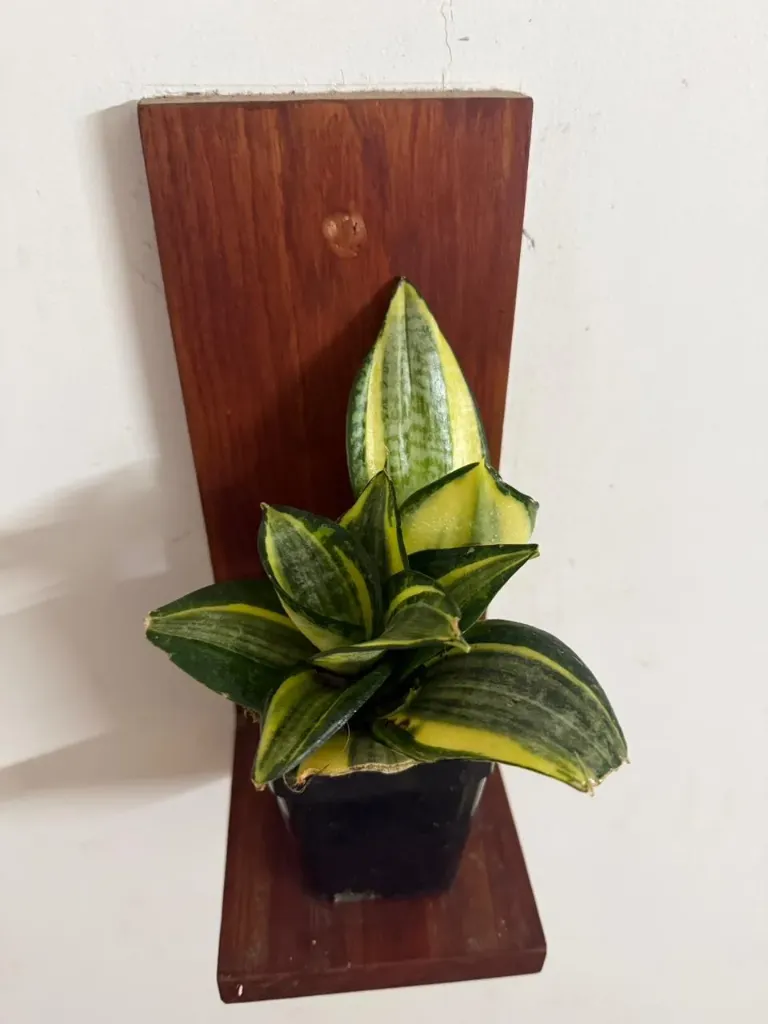 Hahnii Gold Dwarf SP217