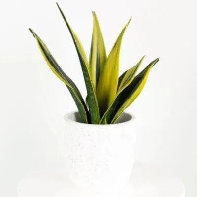 [SP0201] SP02 - Golden Flame (Small)